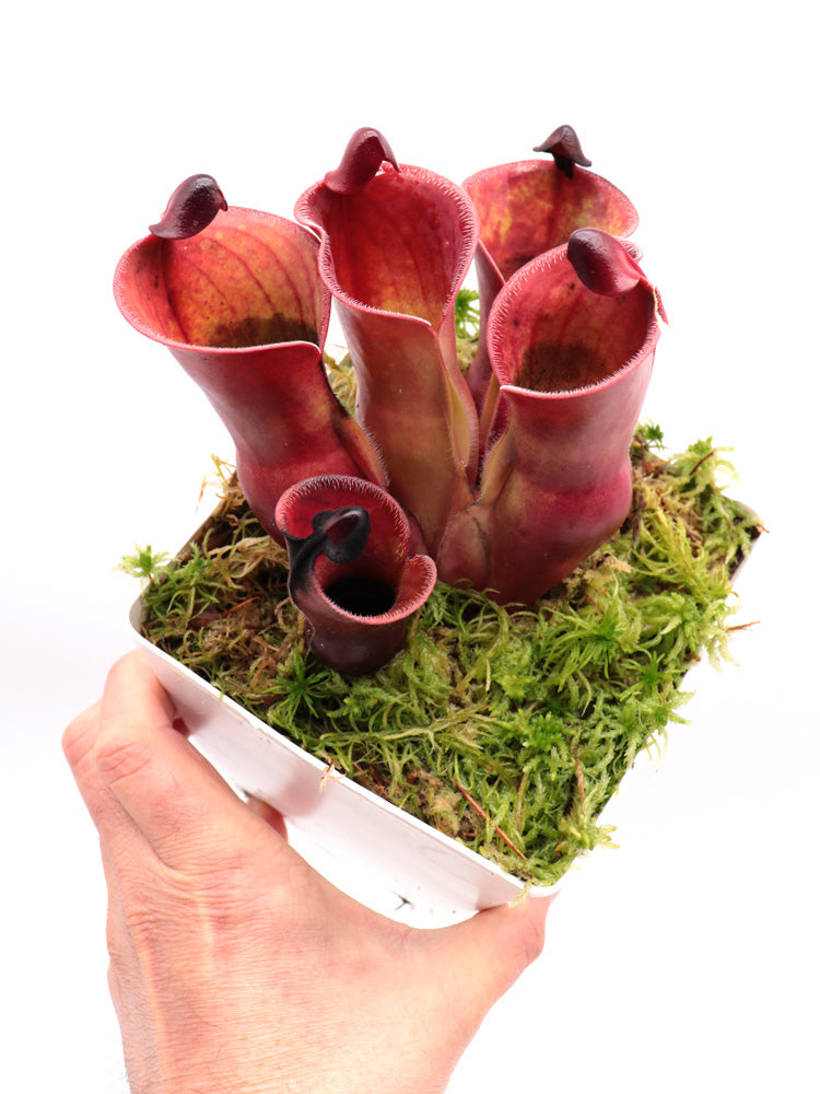 Heliamphora minor var. pilosa x Macdonaldae
