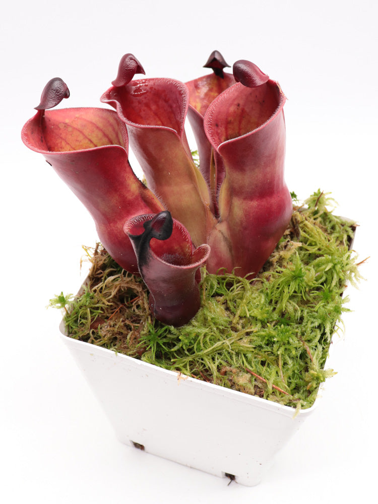 Heliamphora minor var. pilosa x Macdonaldae