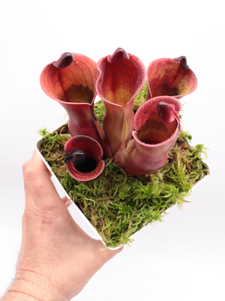 Heliamphora minor var. pilosa x Macdonaldae