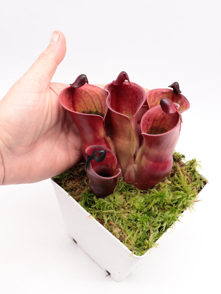 Heliamphora minor var. pilosa x Macdonaldae