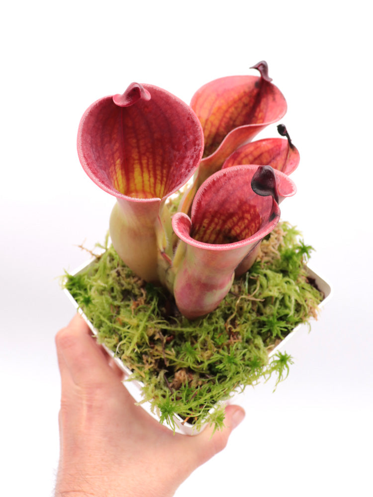 Heliamphora minor var. pilosa x Macdonaldae