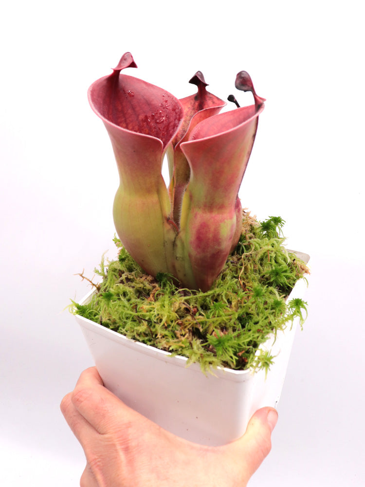 Heliamphora minor var. pilosa x Macdonaldae