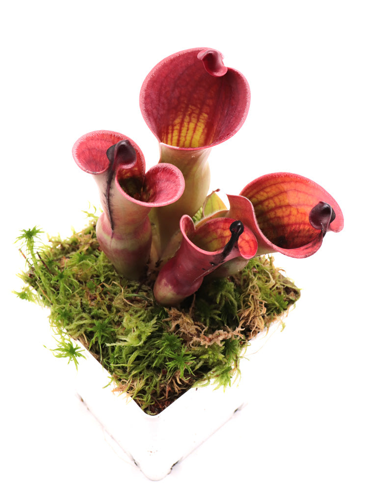 Heliamphora minor var. pilosa x Macdonaldae