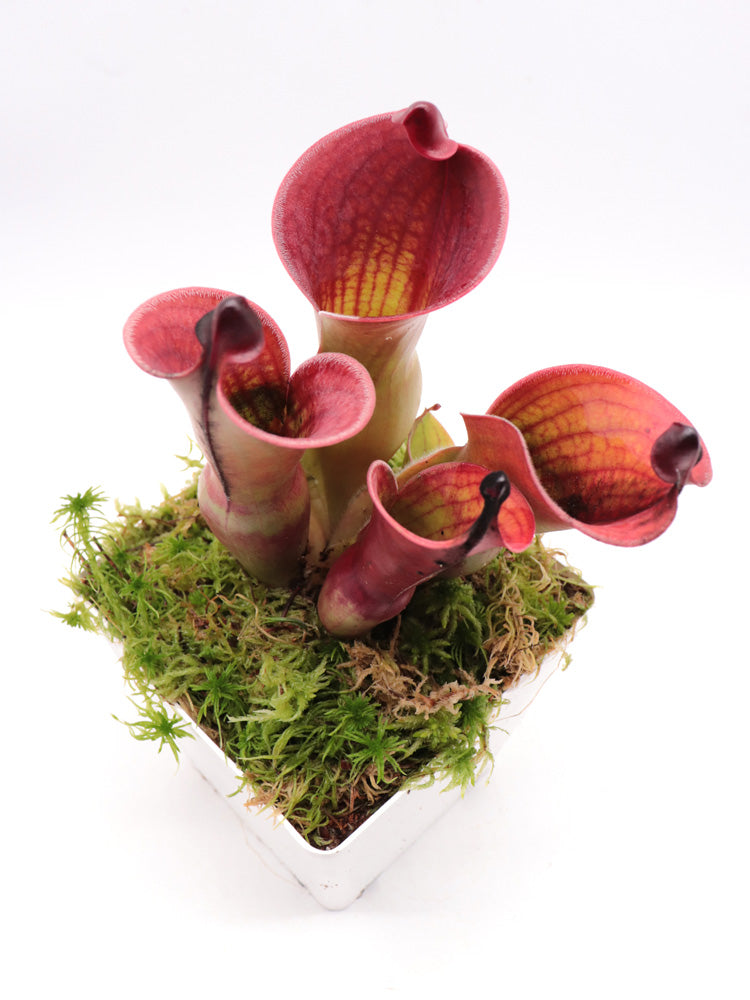 Heliamphora minor var. pilosa x Macdonaldae