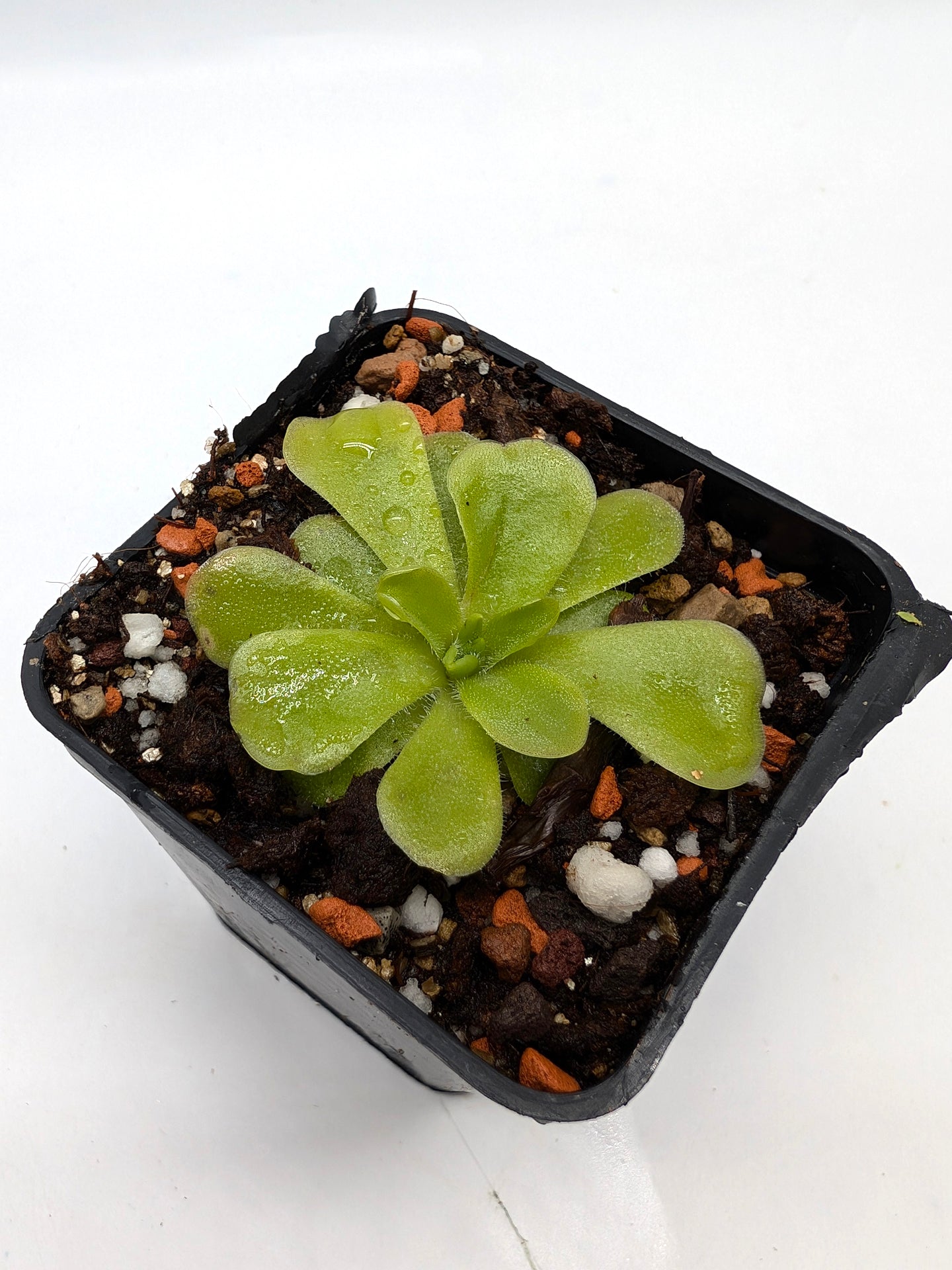 Pinguicula colimensis x cyclosecta