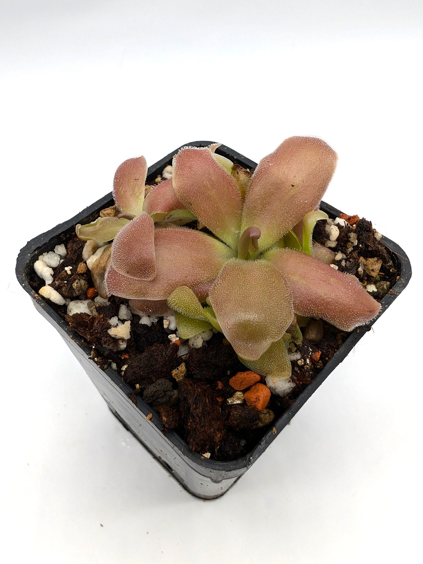 Pinguicula cv 'Marciano'