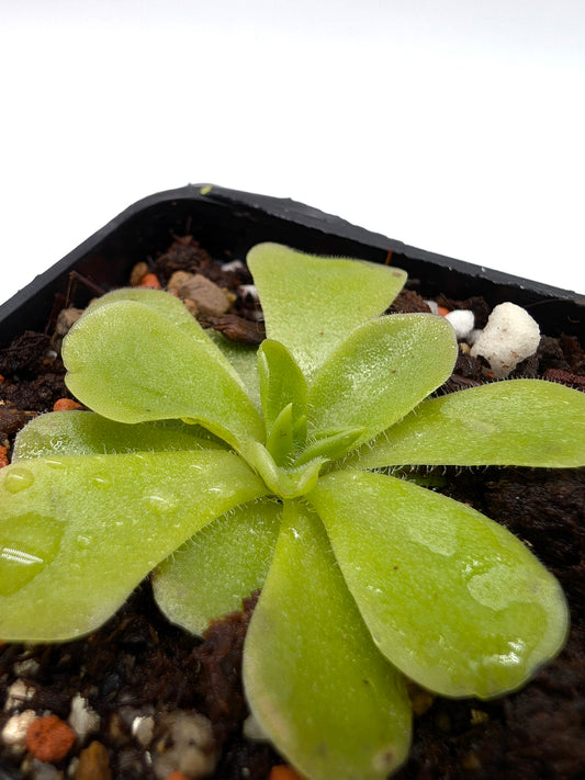 Pinguicula colimensis x cyclosecta
