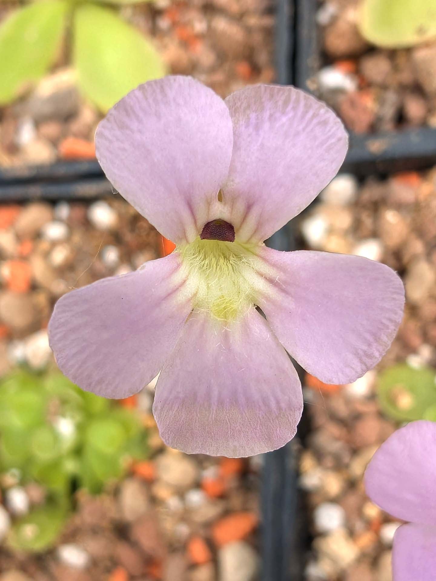 Pinguicula jaumavensis