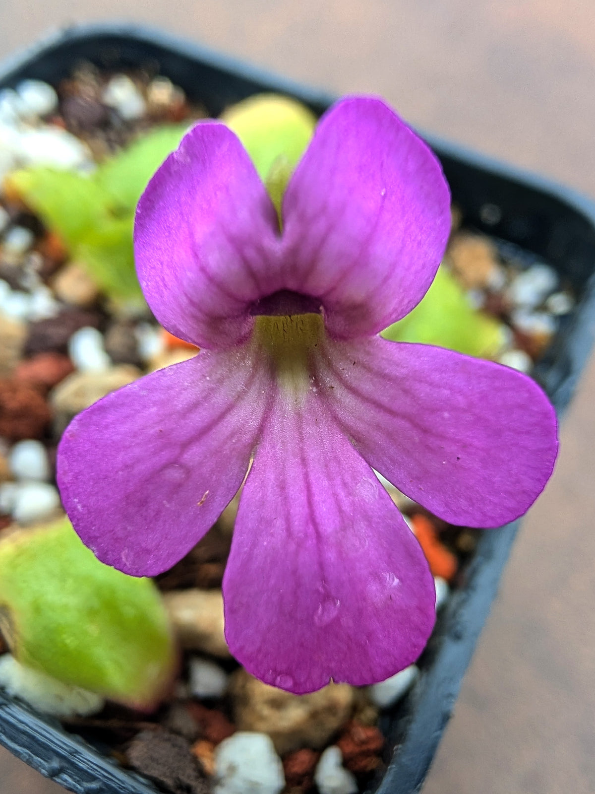 Pinguicula 'Amethyst Glow'
