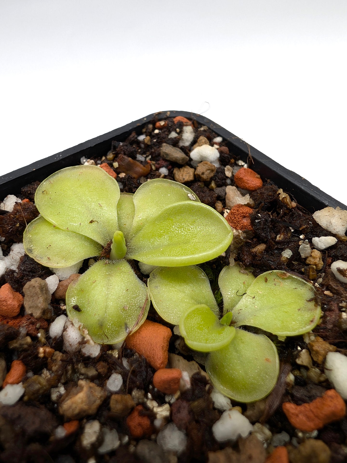 Pinguicula Duhovka