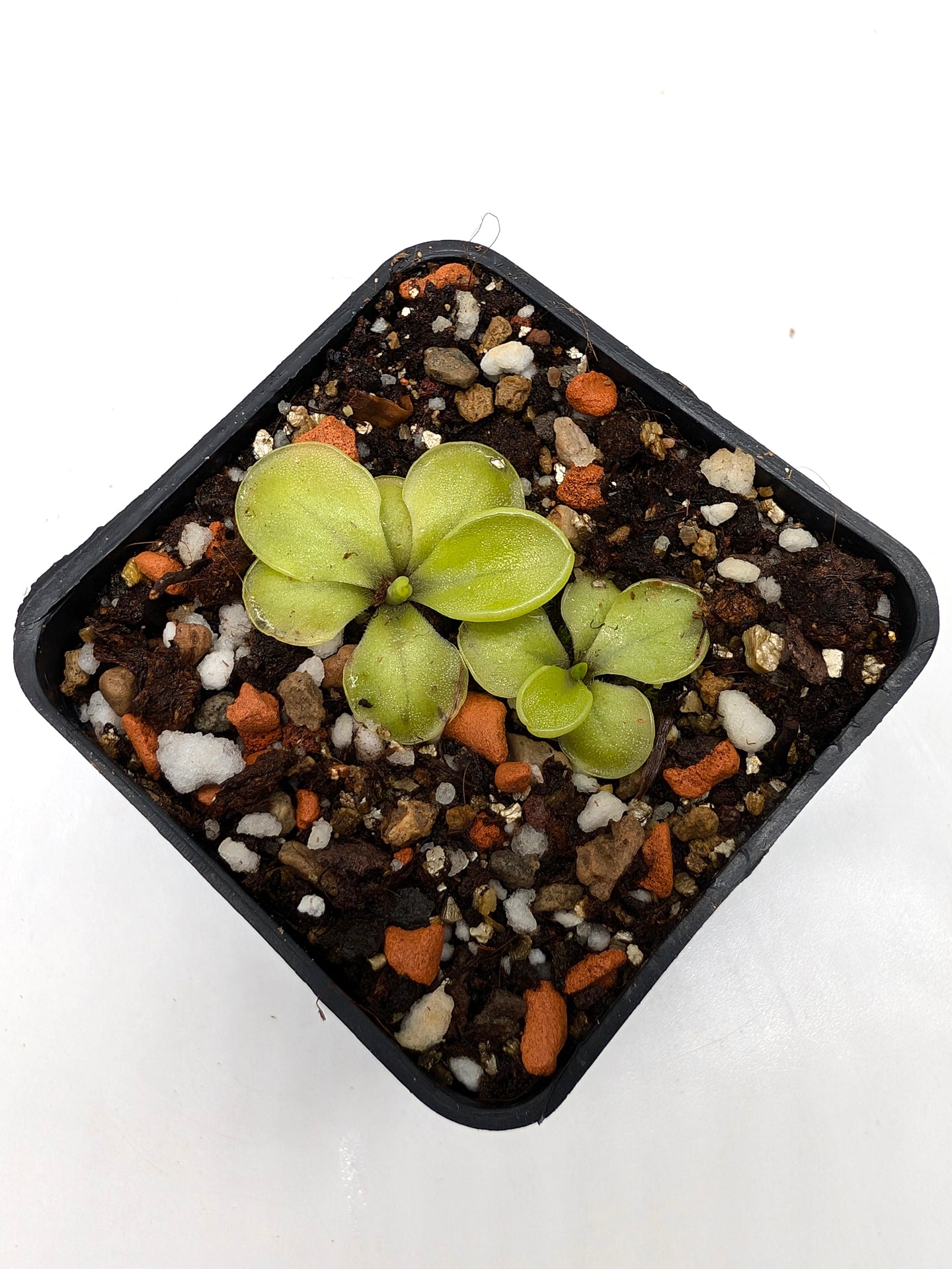 Pinguicula Duhovka