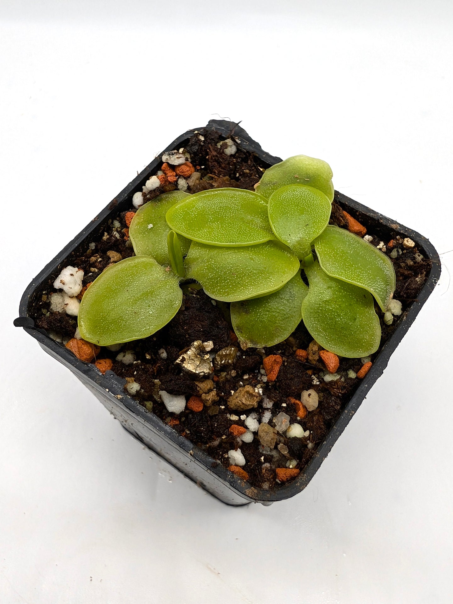 Pinguicula macrophylla "Pale Flower"