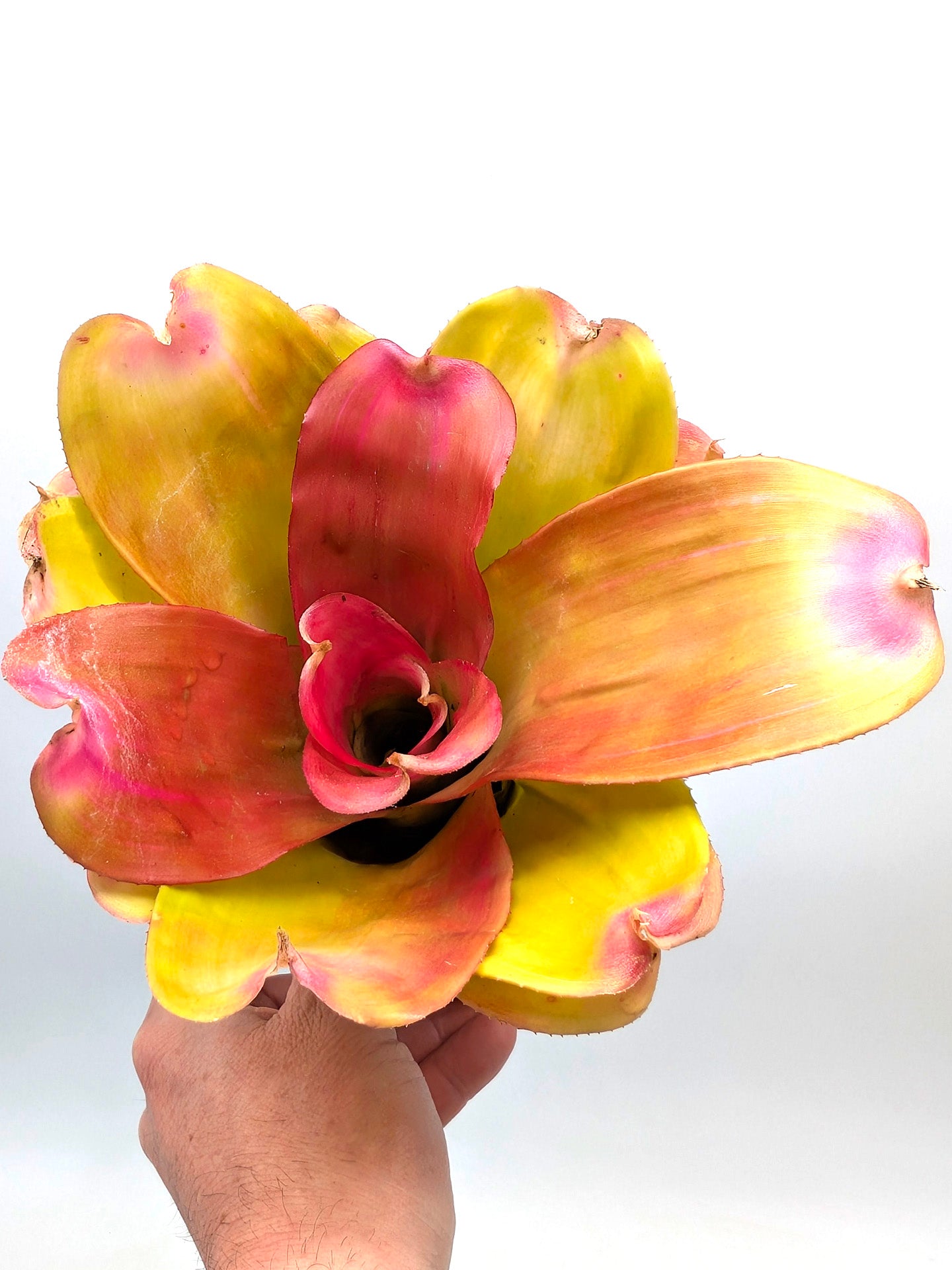 Neoregelia Pink Debbie