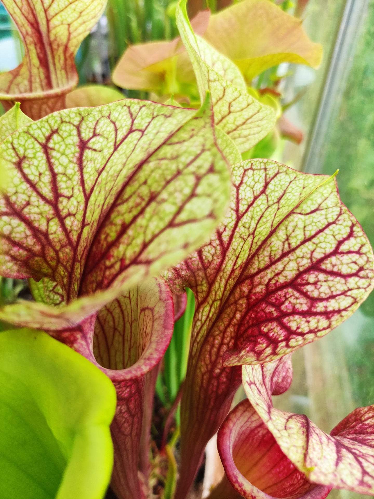 Sarracenia "Pixel " M.Bertuol