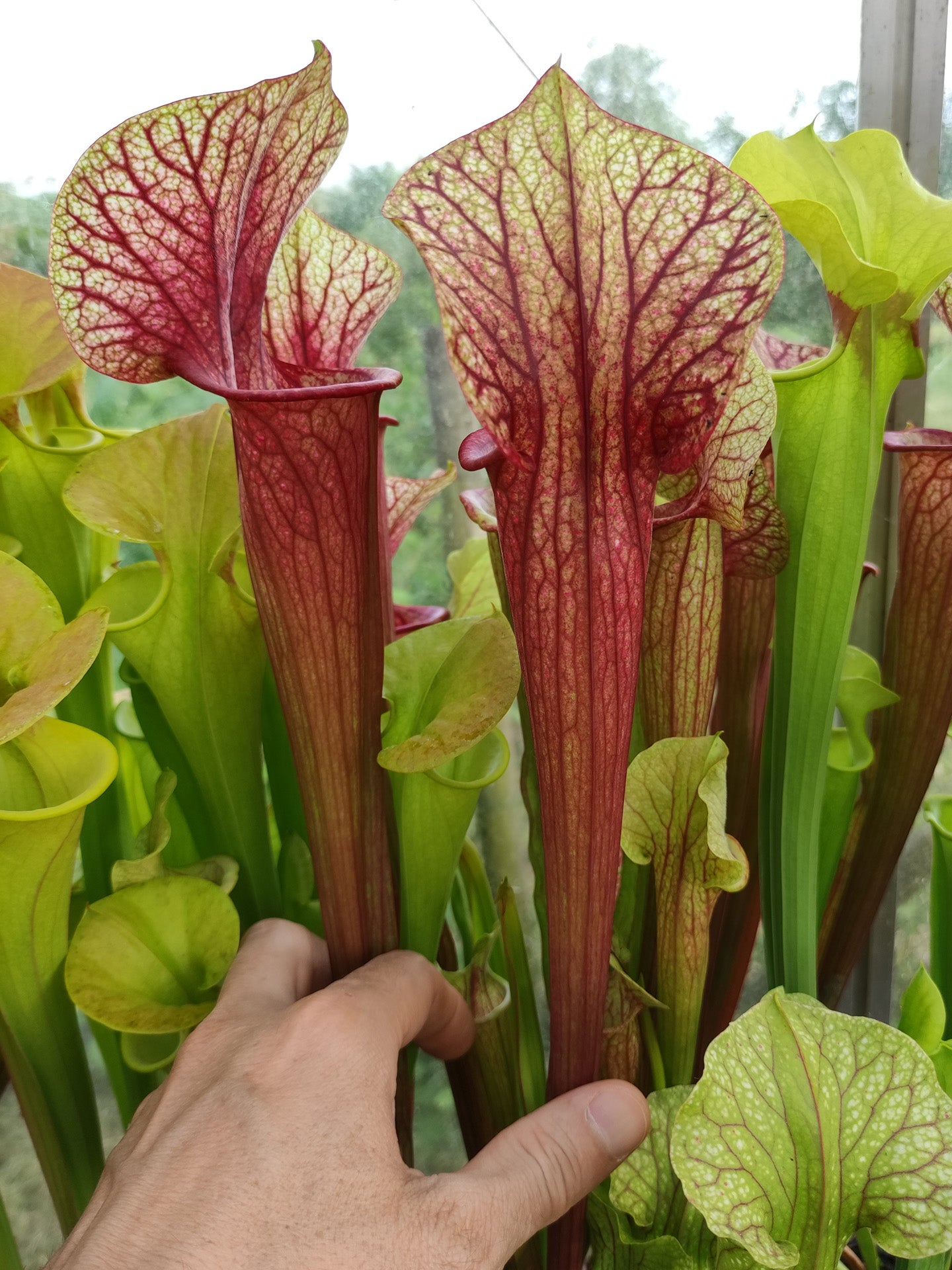 Sarracenia "Pixel " M.Bertuol