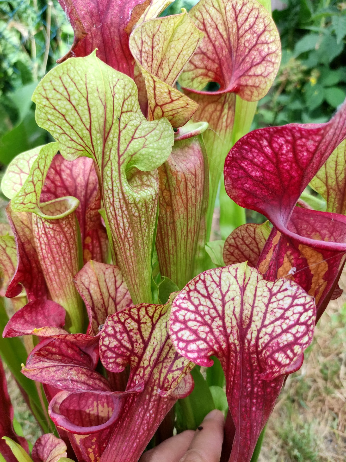 Sarracenia "Pixel " M.Bertuol