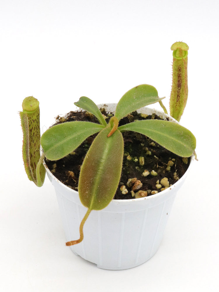 Nepenthes ((Lowii x Veitchii yellow x Boschiana EP) x (eymae x maxima)) x platychila