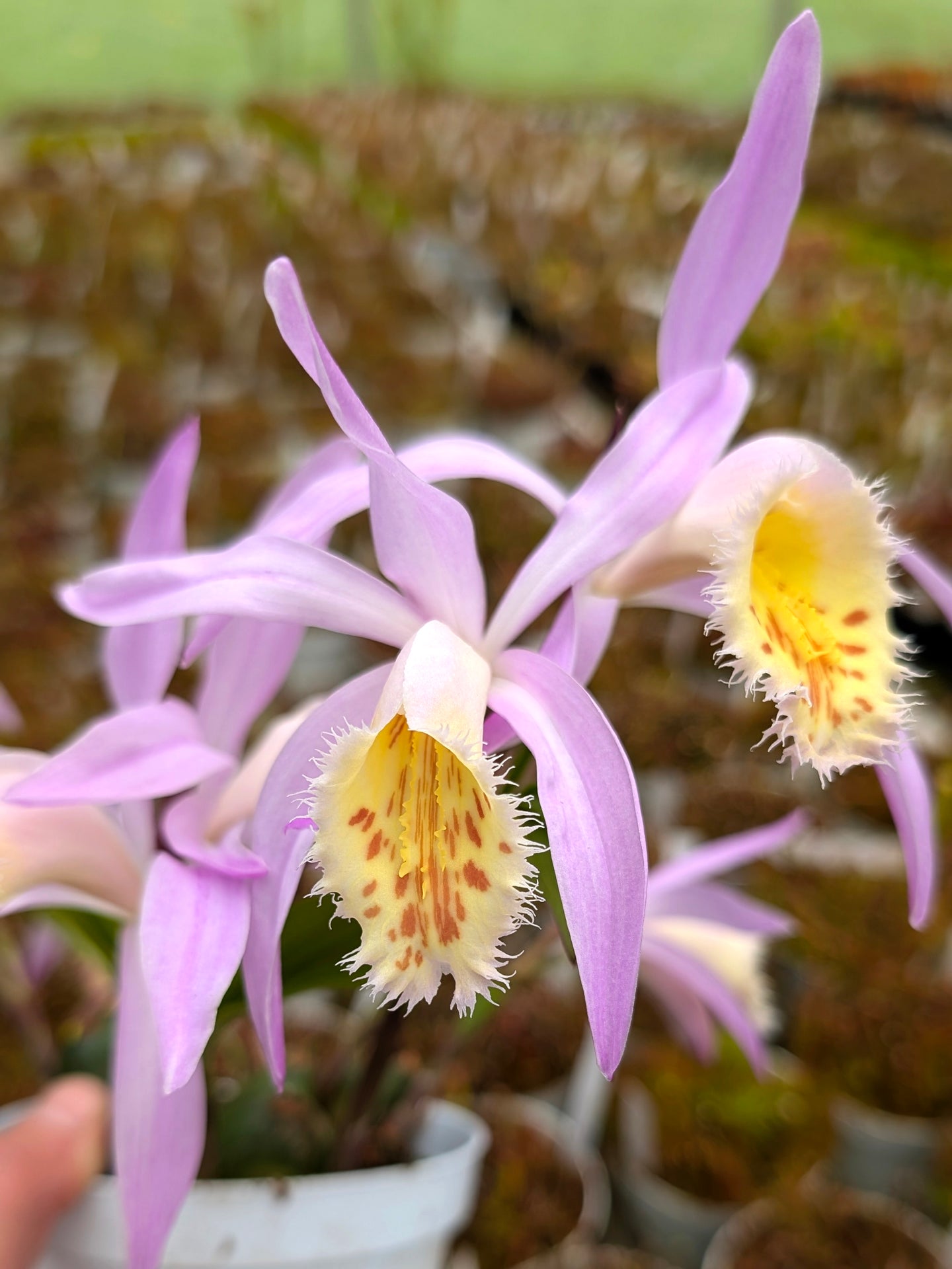 Pleione Orchidea da esterno