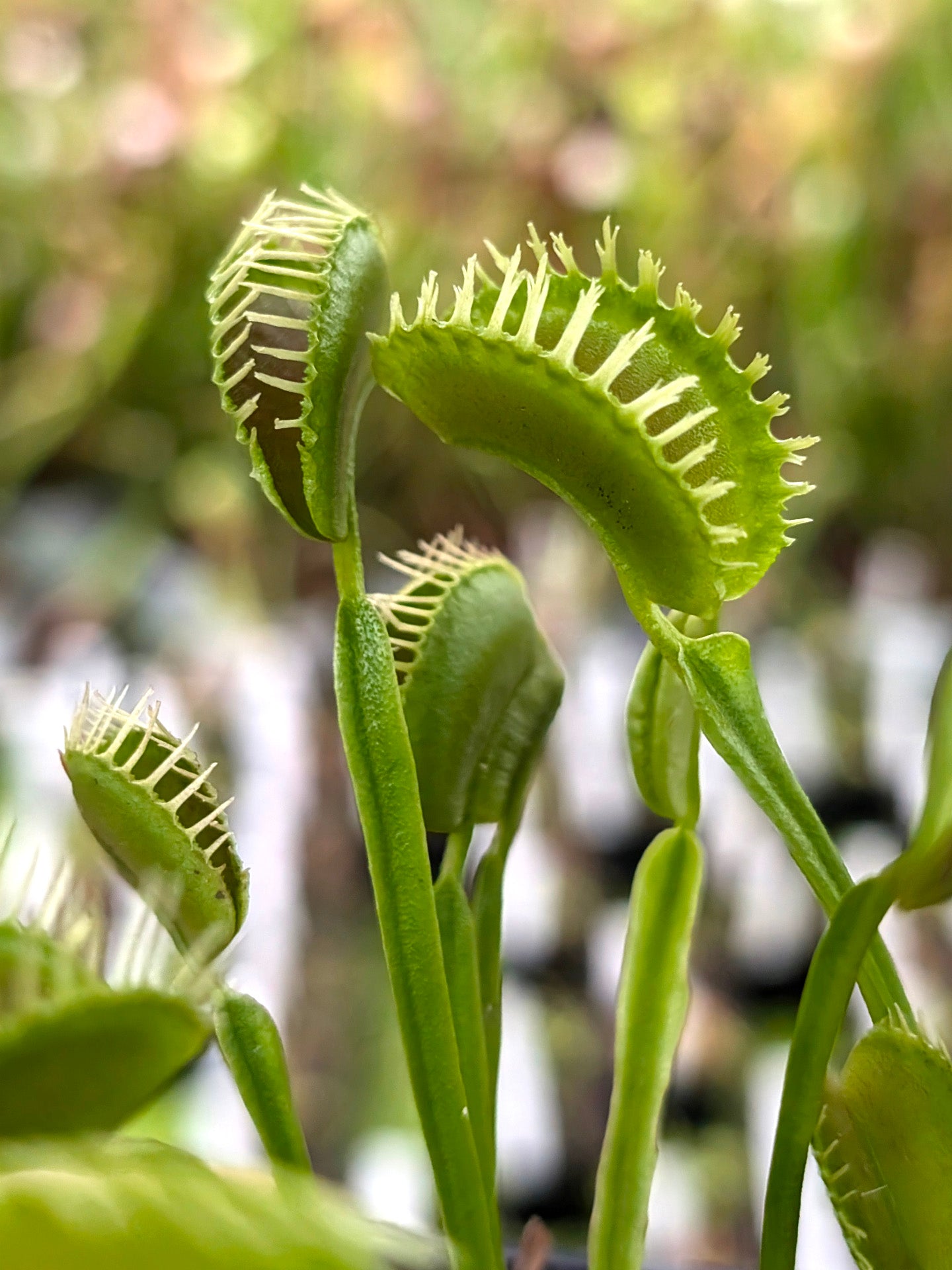 Dionaea muscipula Plumechon