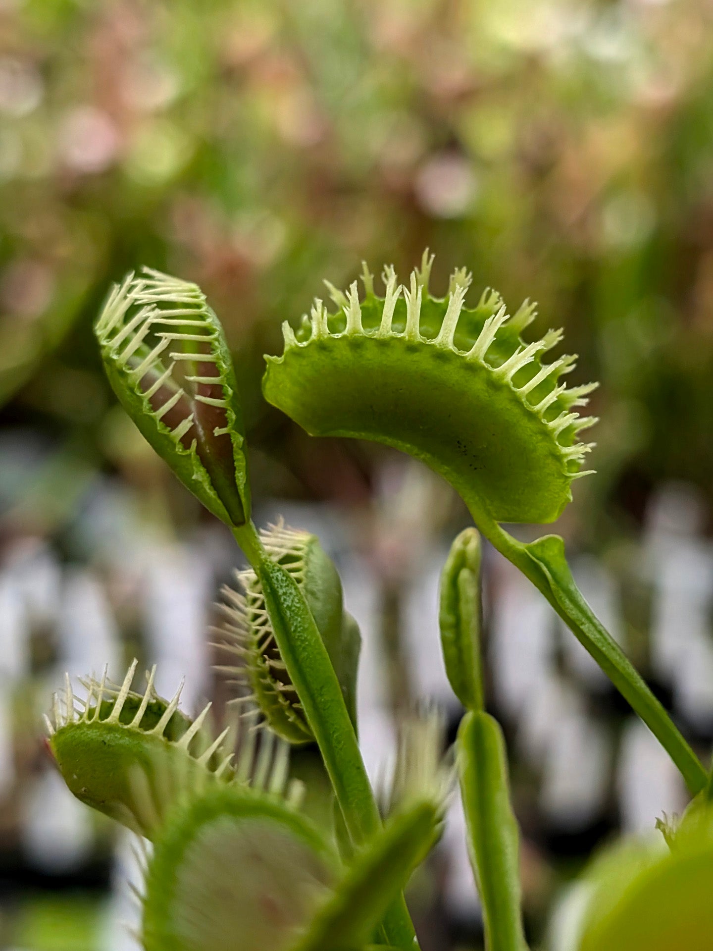 Dionaea muscipula Plumechon