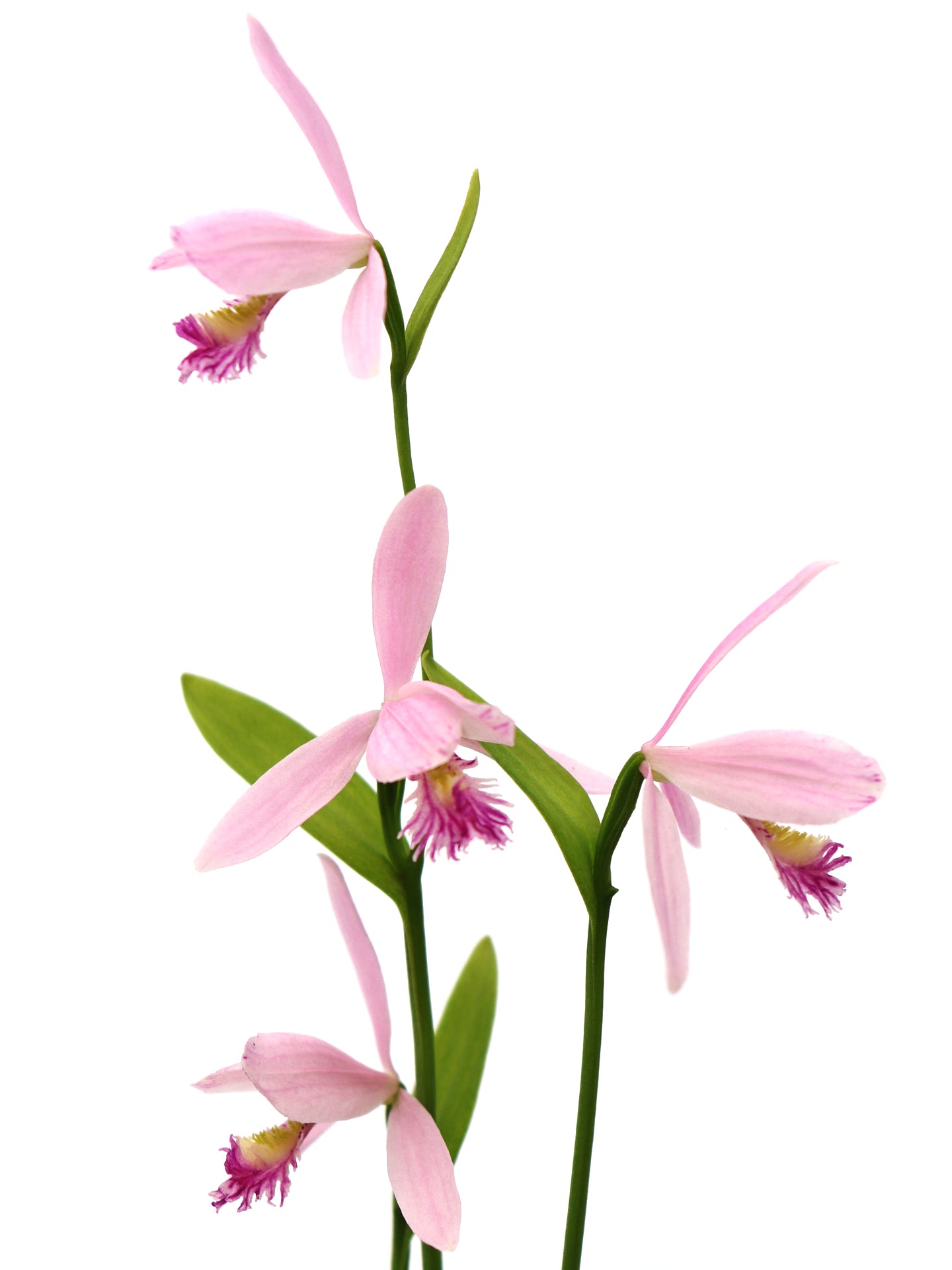 Pogonia ophioglossoides