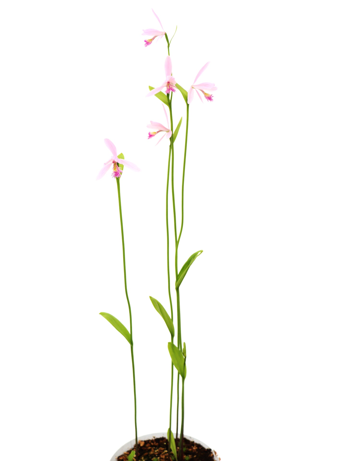 Pogonia ophioglossoides