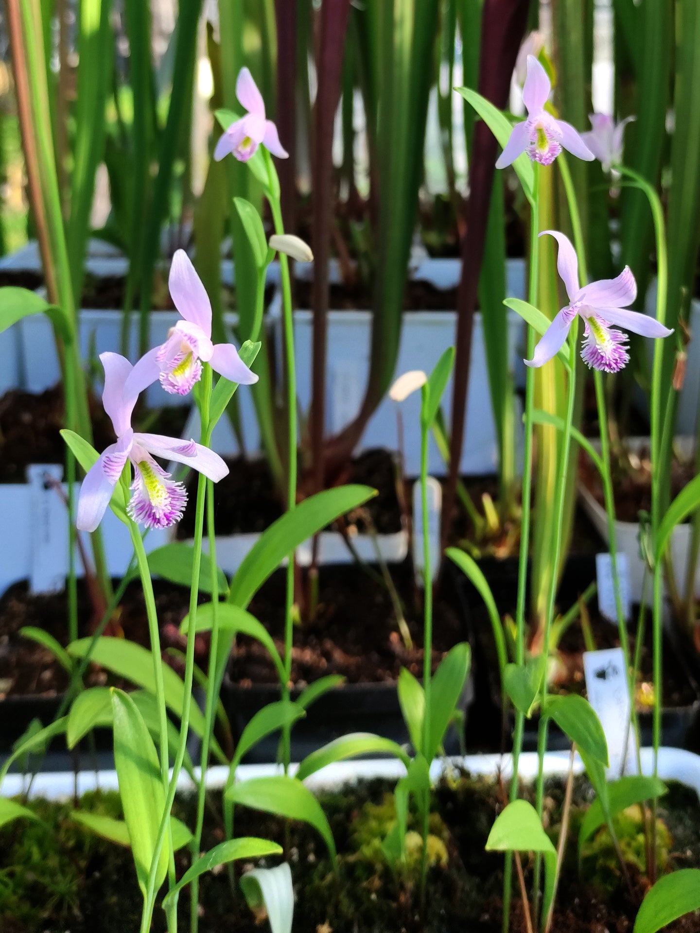 Pogonia ophioglossoides