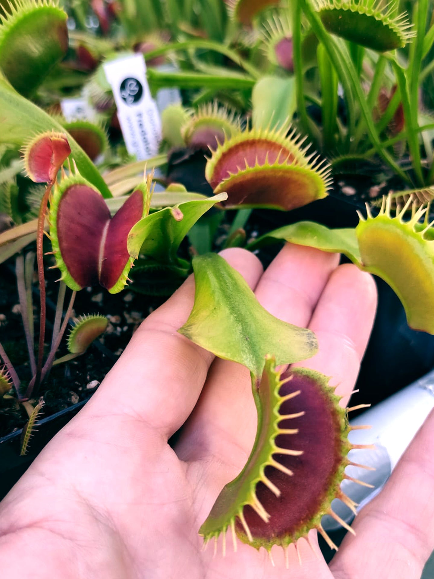 Dionaea muscipula Predator