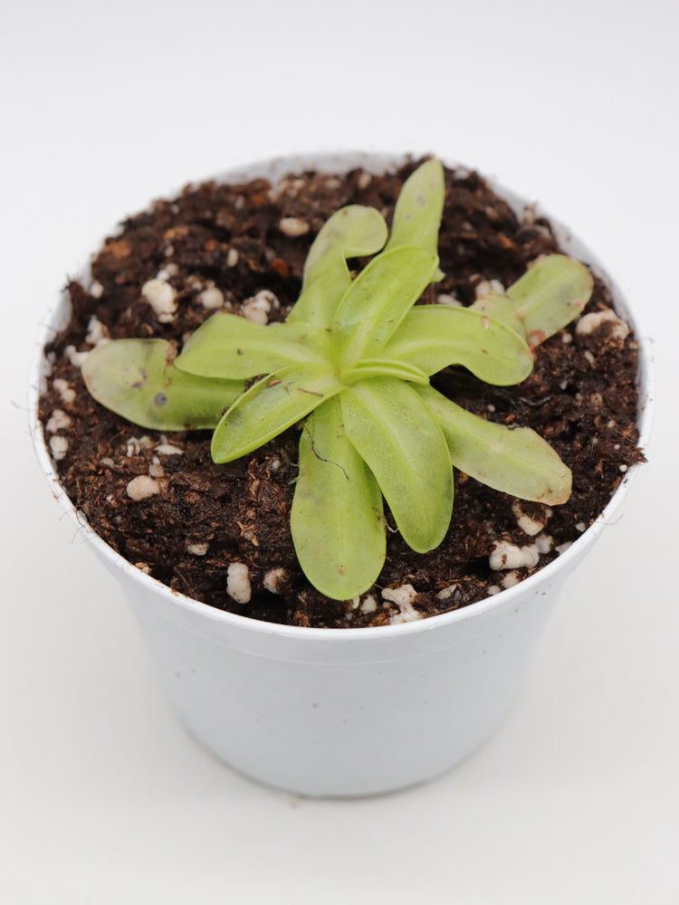 PInguicula primuliflora "Rose"