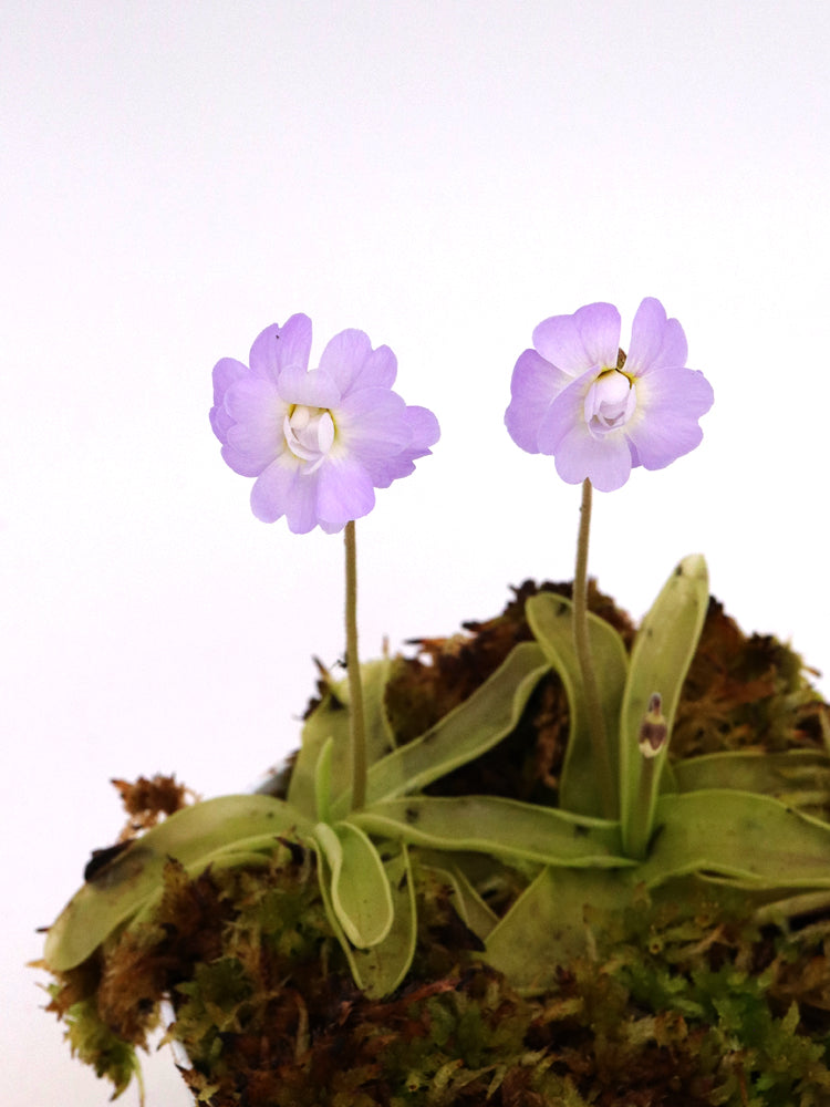 PInguicula primuliflora "Rose"