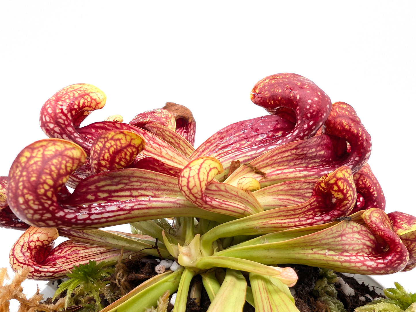 Sarracenia psittacina "Giant" Liberty County, Sumatra
