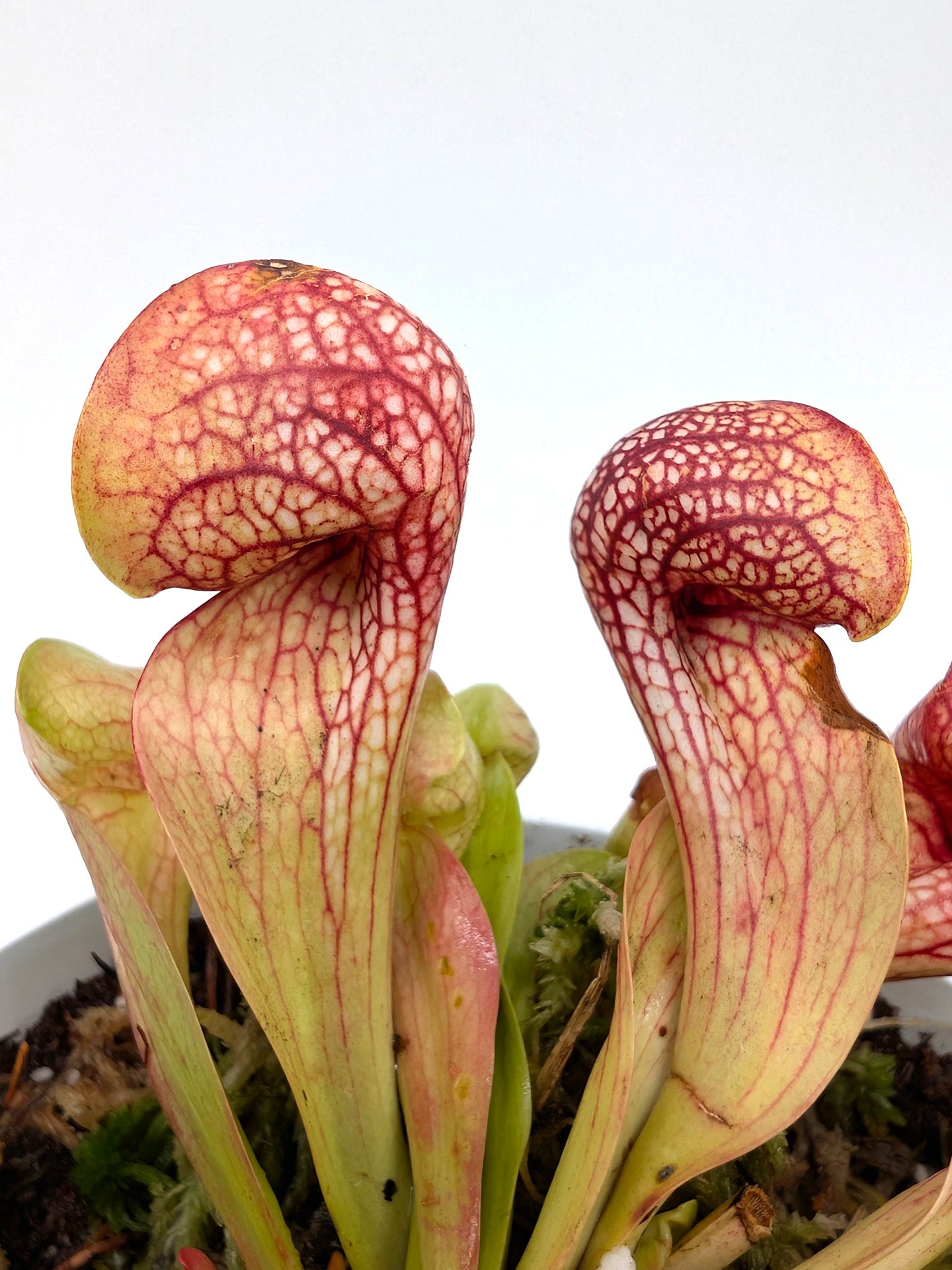 Sarracenia psittacina var. okefenokeensis "Very Large Round Heads"