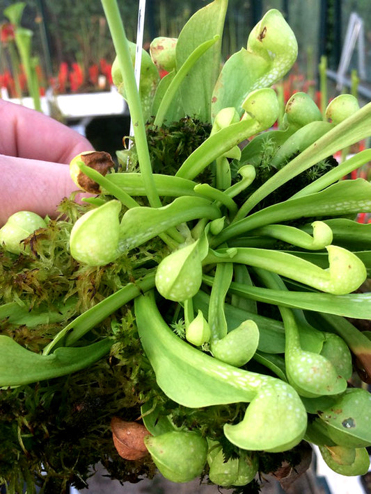 Sarracenia psittacina  f. viridescens