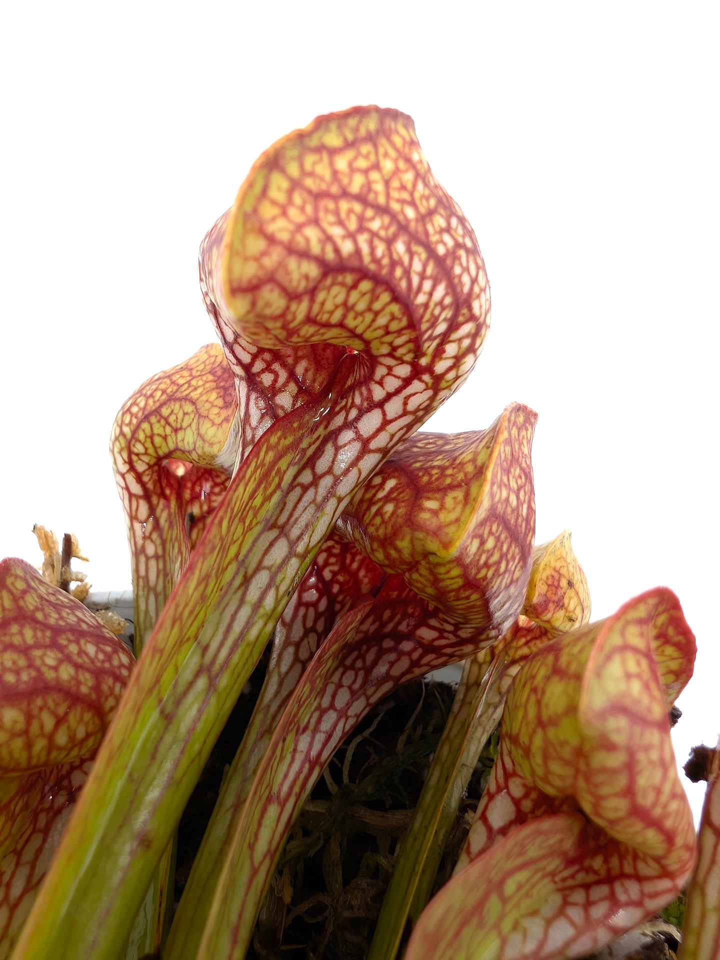 Sarracenia psittacina var. okefenokeensis "Reddish Giant" X3 Klein