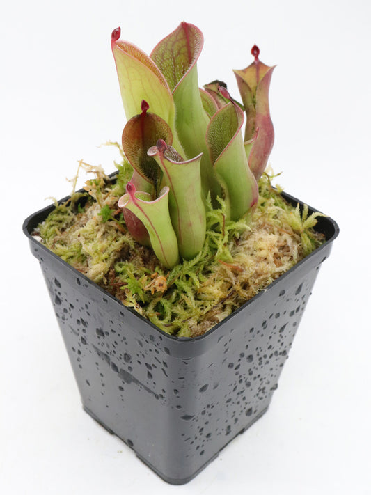 Heliamphora pulchella  Akopan Tepui  Mix of clones