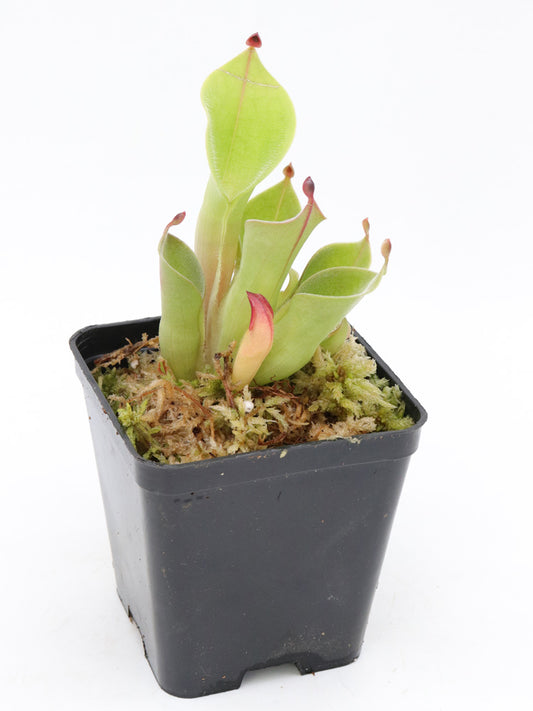 Heliamphora pulchella   Akopan tepui  Green form