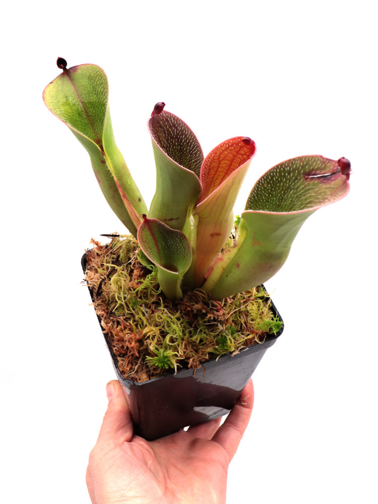 Heliamphora pulchella "Large" Akopan tepui , Venezuela