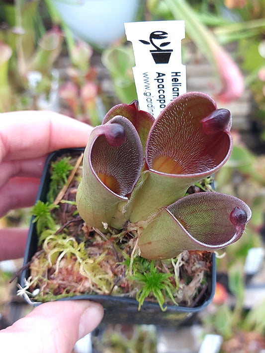 Heliamphora pulchella  Apacapa Tepui