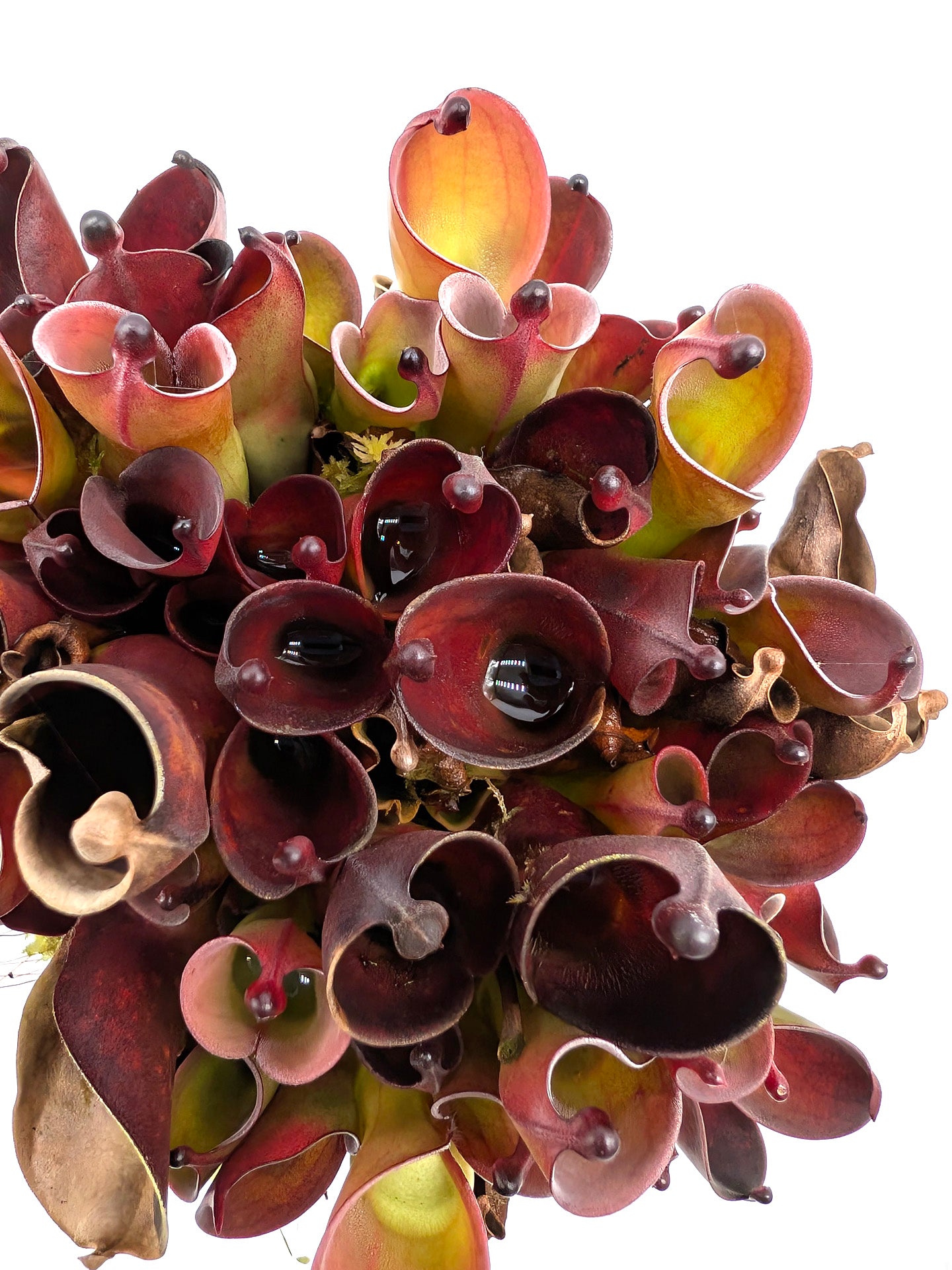 Heliamphora pulchella "Black" Wilfried Jüttner