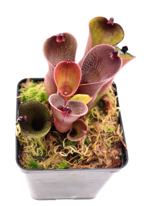 Heliamphora pulchella  "Red hairy" Churi Tepui, Venezuela