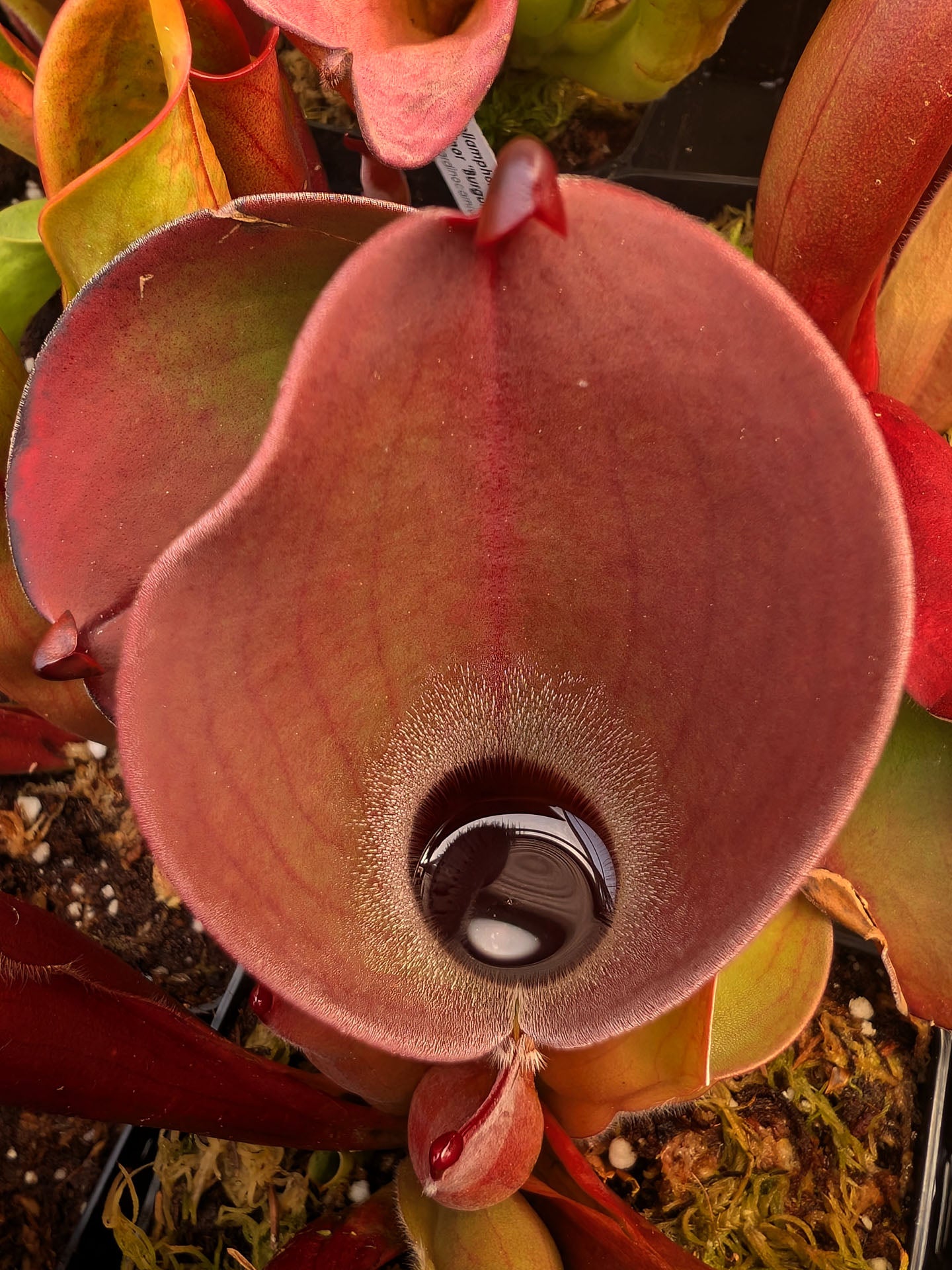 Heliamphora pulchella Churi Tepui x minor var. pilosa
