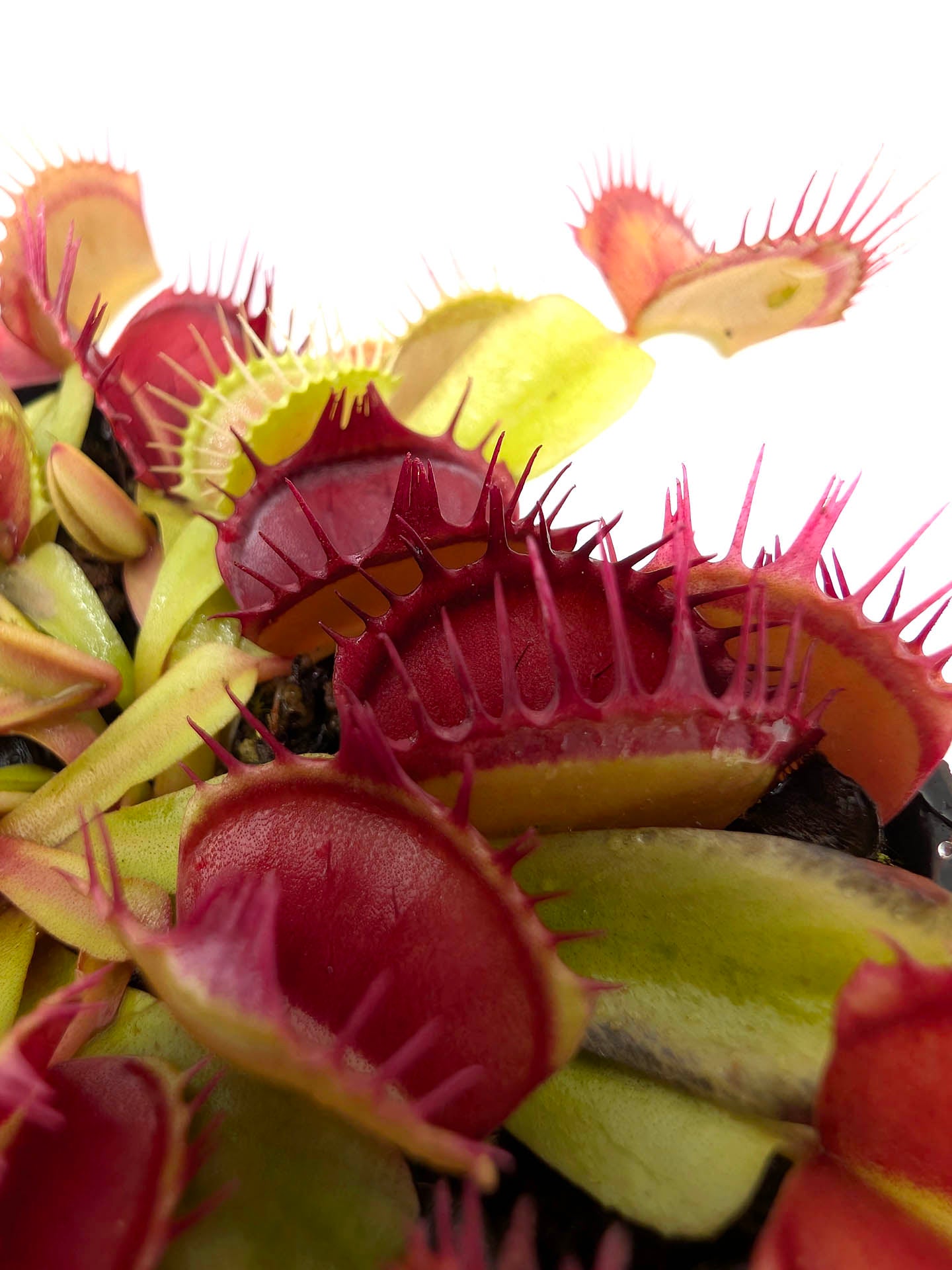 Dionaea muscipula GC Purple Queen