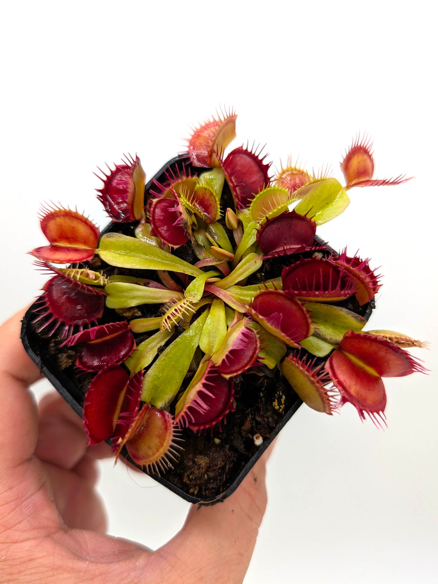 Dionaea muscipula GC Purple Queen