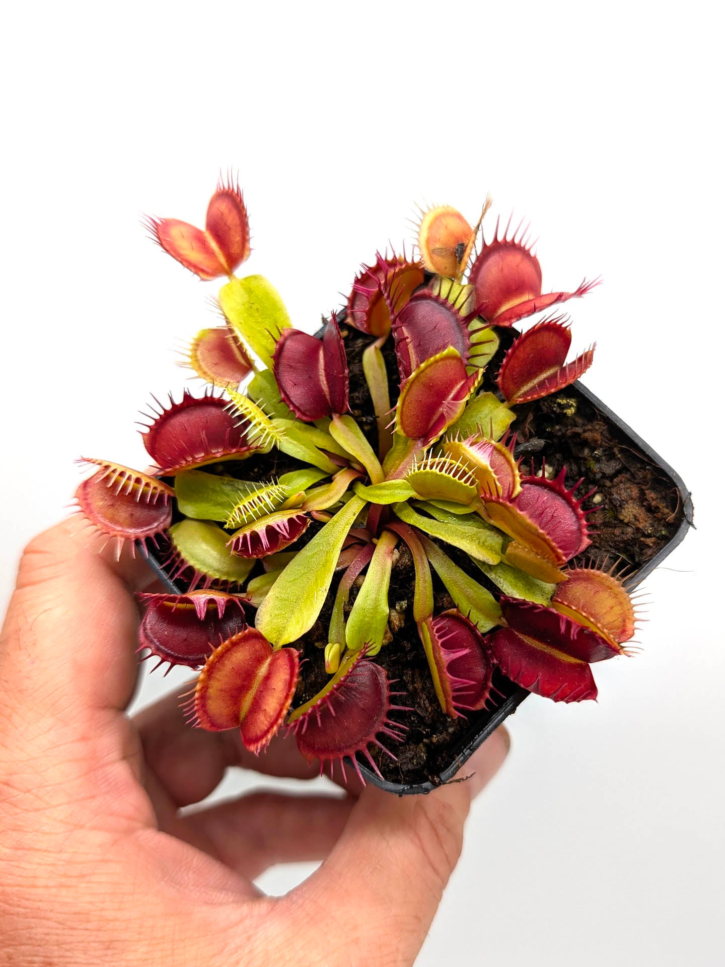 Dionaea muscipula GC Purple Queen