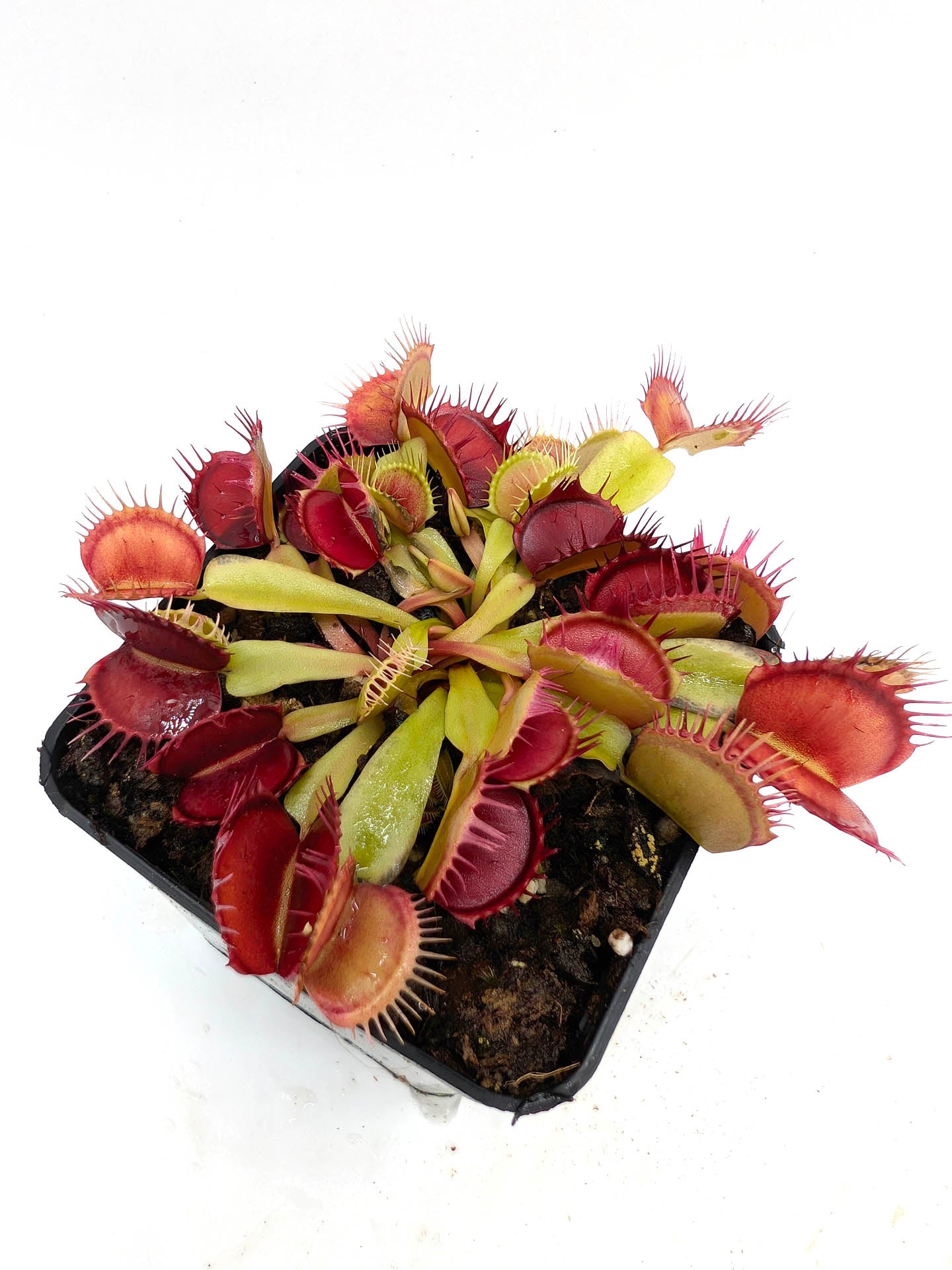 Dionaea muscipula GC Purple Queen