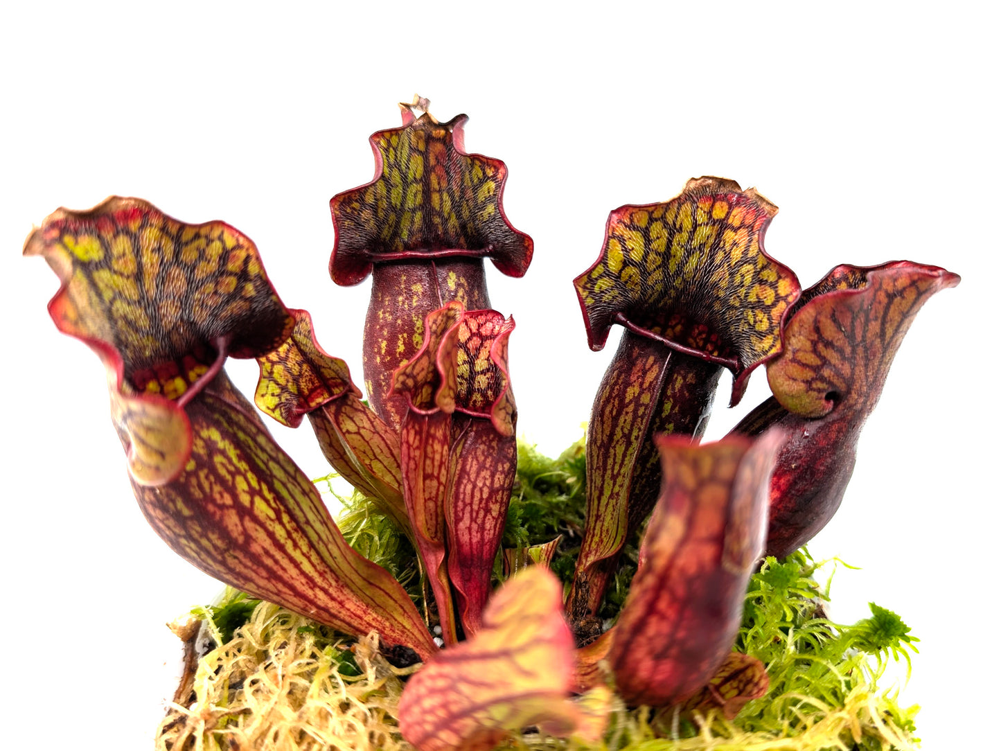 Sarracenia purpurea ssp. purpurea "Red/Green with Wavy Lid"