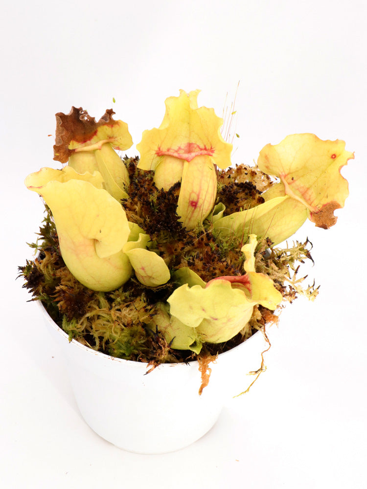 Sarracenia purpurea ssp. venosa "White Ghost"