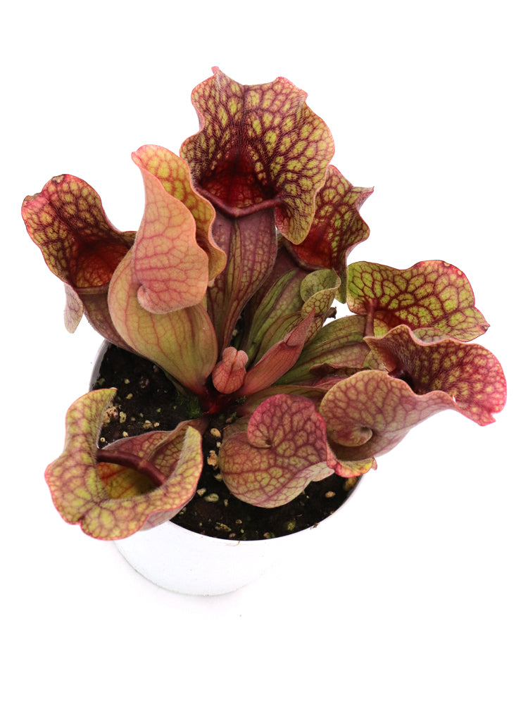 Sarracenia purpurea ssp. venosa "All red"