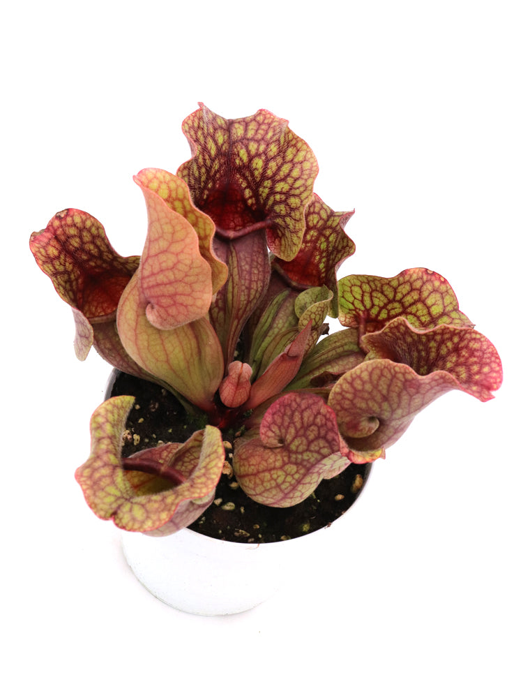 Sarracenia purpurea ssp. venosa "All red"
