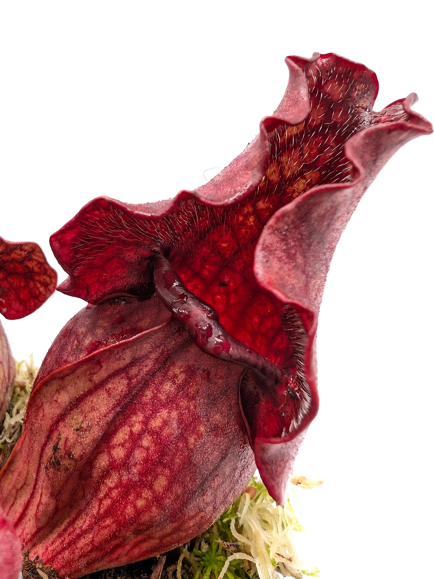 Sarracenia purpurea ssp. venosa "All red" Burlington Co.